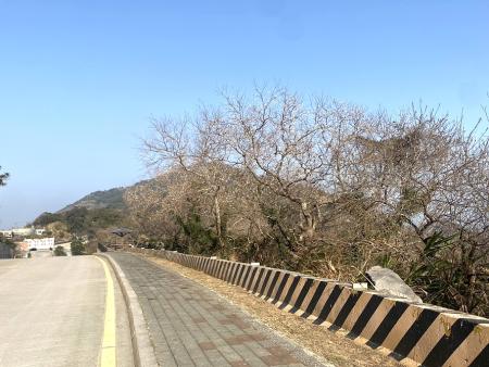 北竿大道往上村方向道路兩旁，烏桕樹結果期白色果實滿枝，冬季景觀宛如小白花。（圖／文：鄭禮頤）