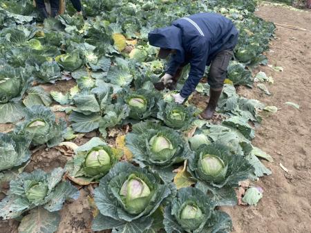 坂里冬令三寶採收期　品質一級棒