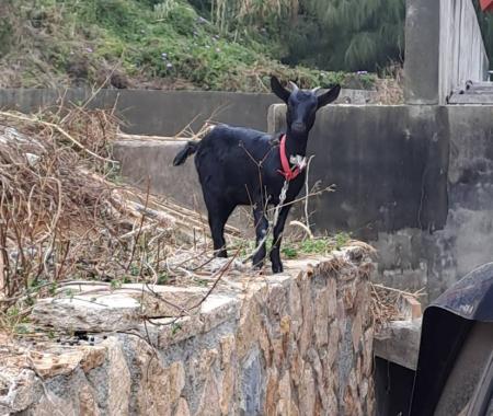 北竿遊蕩羊公告拍賣　首批六隻10日現場競標