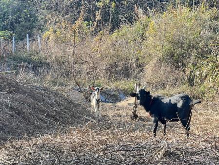 北竿遊蕩羊拍賣底價10日現場公布