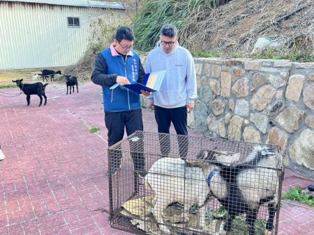 6隻遊蕩羊拍賣　周正勇2萬1200元得標