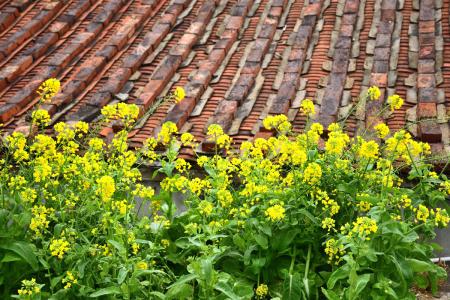 圖與文／寒風中綻放的「春訊」
