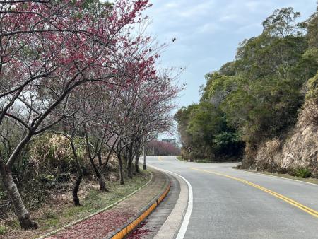 勝天公園、儲水澳山線櫻花逐漸綻放，已有不少民眾前往賞櫻。（圖／文：馮紹夫）