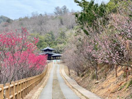 初綻放　馬祖即將迎來山海櫻花盛況