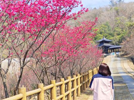 打造馬祖山海櫻花季　馬祖的春天從「浪漫粉色」開啟