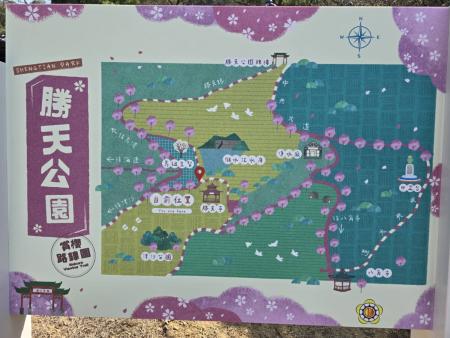 強打馬祖山海櫻花季！縣府推出「賞櫻路線圖」