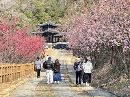 馬祖山海櫻花美麗盛開　民眾走春首選