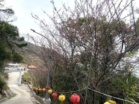 春意點綴山坡　北竿龍角峰櫻花陸續綻放