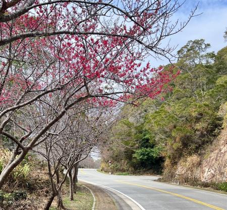 櫻為你．山海櫻花健走嘉年華明登場　勝天公園周邊交通管制