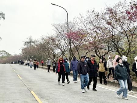 山海櫻花限定美景　「櫻」為你健走嘉年華熱情登場
