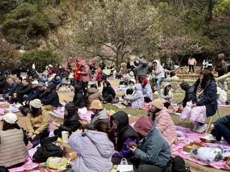 民眾在春日微風中與三五好友走入馬祖勝天公園，享受全台罕見的山海櫻花景色及野餐體驗。（圖／文：王致潔）