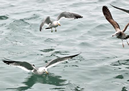 東引渡冬黑尾鷗零星現蹤　今年僅見十餘隻