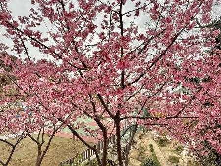 圖與文：最美「旁聽生」現身校園／王致潔