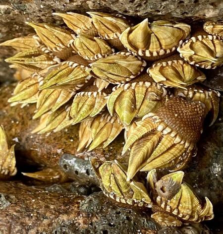 圖與文：岩縫深處那抹金／蔡夢玲