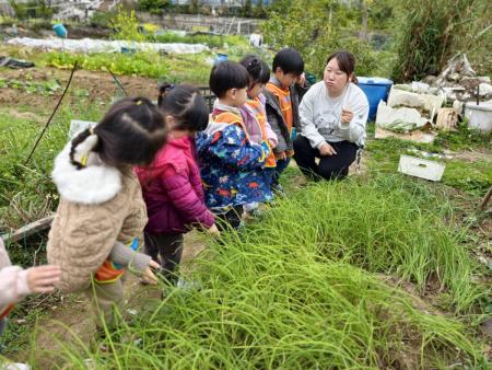 塘岐幼兒園戶外教學　體驗拔野蔥