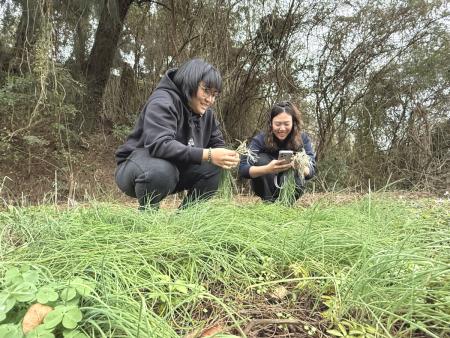 春季限定美味　馬祖麥蔥進入盛產期