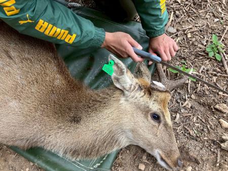 防範梅花鹿傷人意外　獸醫團隊登島鋸除鹿角