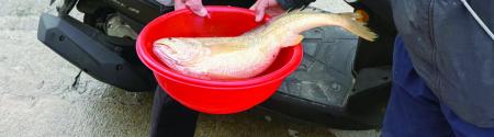 該名釣友起初還以為只是春子，直到魚上岸後請附近漁民幫忙確認，才驚覺竟是俗稱「海上黃金」的黃魚。（圖／文：蔡夢玲）