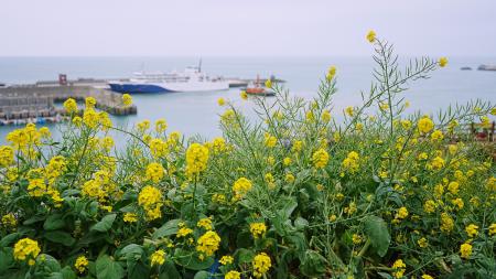 圖與文：海島春意／陳其敏