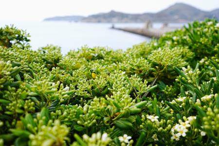 「海桐花」含苞待放　東引四月天將現花海盛宴