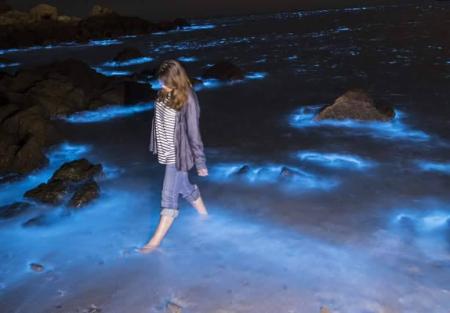 藍眼淚助攻　清明連假訂房率馬祖全國第2