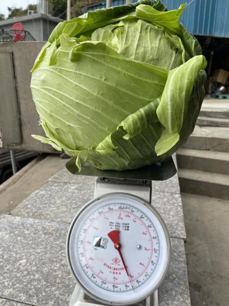 坂里王姓農民種出重達5公斤以上的高麗菜，份量十足，孩子張開雙手比劃，對比之下顯得格外巨大。（圖／文：鄭禮頤）