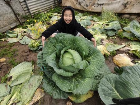 坂里農民種出「巨大高麗菜」　重達6公斤
