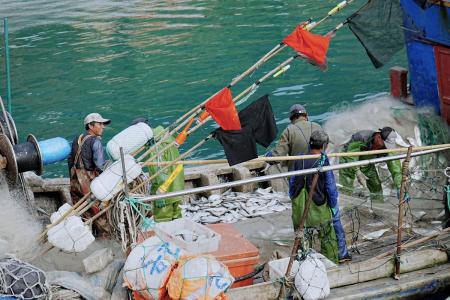 春暖時節　東引捕獲大量白力魚　老漁民嘆漁汛規律改變