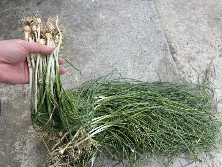 抓住野蔥季尾聲　鄉親掃墓順便尋找蔥跡