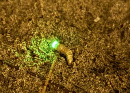 季節限定　東莒「黃緣雌光螢」準時報到