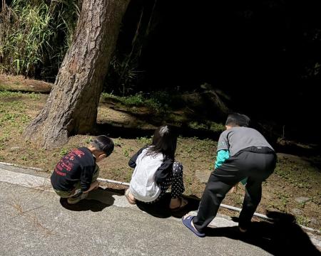 東莒黃緣雌光螢準時現蹤，停留在草叢與地表間發出微光，成為夜間散步時的自然小驚喜。（圖／文：蔡夢玲）