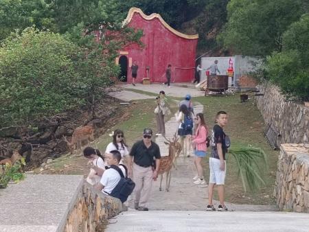 清明連假不少民眾登大坵島踏青賞鹿，上島人數逾700人次。（圖：本報資料室／文：鄭禮頤）