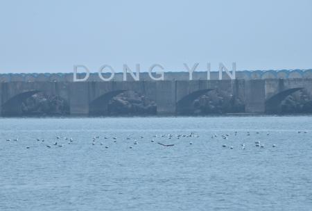 「我們回來了！」東引黑尾鷗繁殖季開鑼