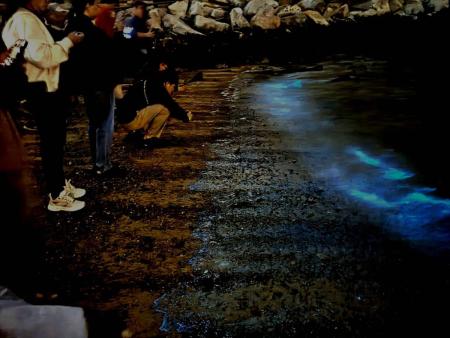 清明連假「藍眼淚」現蹤　旅客追「淚」　直呼不虛此行