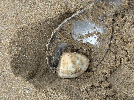 退潮後的福正沙灘出現挖沙蛤人潮，在地人熟練尋找，遊客也樂在其中。（圖／文：蔡夢玲）