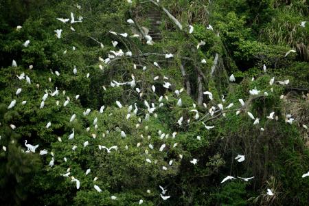 近千隻白鷺鷥過境東引　民眾駐足觀賞
