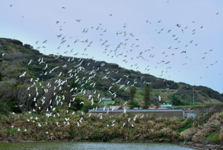 鋒面給東引帶來風雨，也帶來數量龐大過境白鷺鷥。（圖／文：陳其敏）