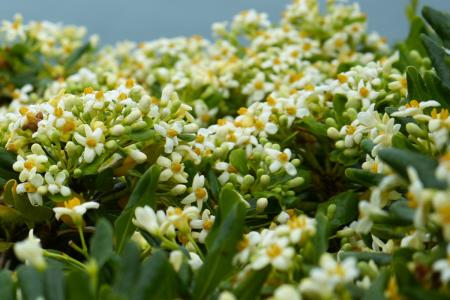 東引「海桐花」盛開　為島嶼增添浪漫氛圍