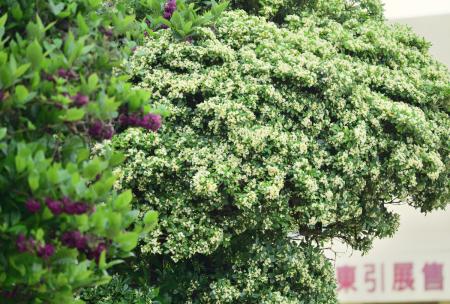 東引島海桐花全面盛開，清雅獨特香氣隨風飄散，成為東引春日最迷人的氣息。（圖／文：陳其敏）