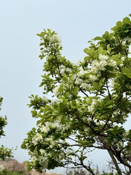 東莒大埔石刻旁步道流蘇花盛開，白花成片綻放，遠看一片雪白，相當吸睛。（圖／文：蔡夢玲）