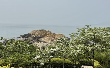 四月雪　 東莒大埔石刻流蘇花盛開