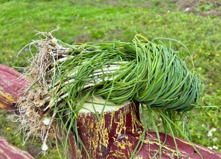 雨霧滋養　東引山坡地「麥蔥」蓬勃生長