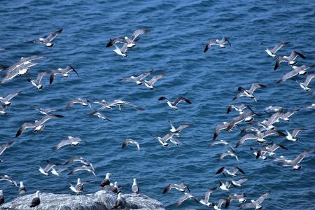 馬祖燕鷗保護區4至9月進入管制期