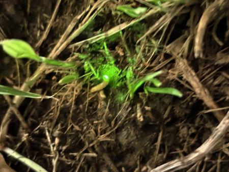 北竿橋仔村雌光螢現蹤，夜間草地間呈現持續微亮光芒。（圖／文：鄭禮頤）