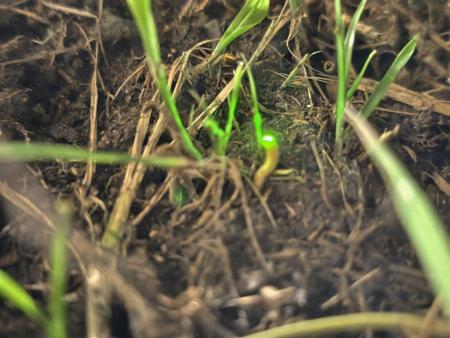 「雌光螢」橋仔現蹤　夜晚增添自然魅力