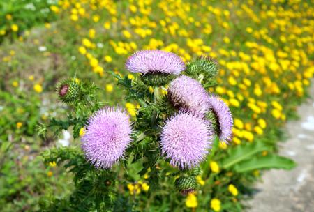 「南國小薊」盛開　紫紅花朵隨風搖曳