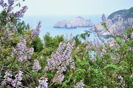 「台灣泡桐」綻放淡紫花姿　島嶼增添夢幻色彩