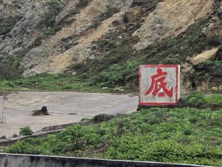 西莒菜浦澳驚傳野狗追車　遊客驚魂