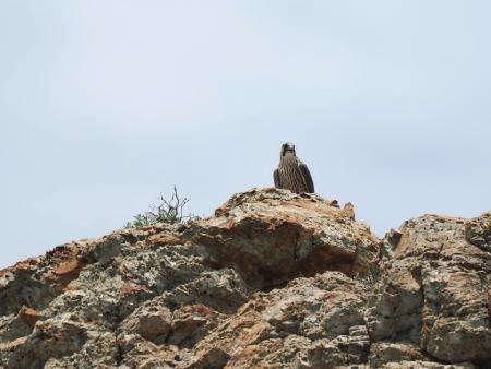 不妙！遊隼再現北竿海域　燕鷗繁殖恐受影響