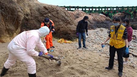 南竿鐵堡海域發現死亡露脊鼠海豚